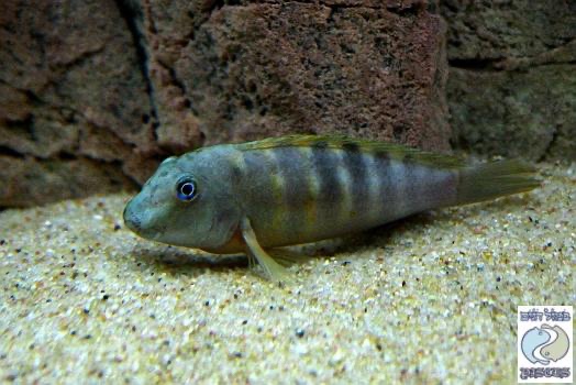 Eretmodus cf. marksmithi 'Sibwesa'